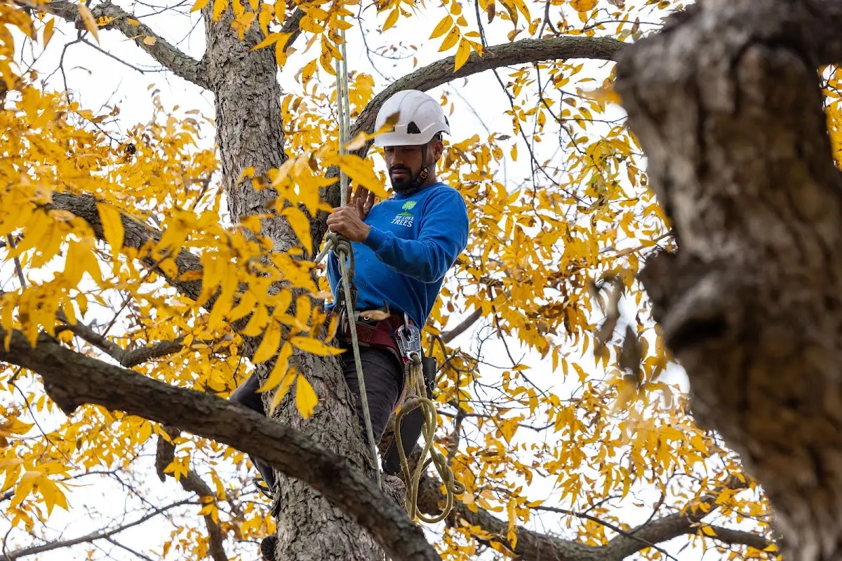 Skilled Tree Planting crew working in Bowmansville